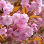 Sakura ozdobná (Prunus serrulata) ´KANZAN´ - výška 250-300 cm, obvod kmeňa 8/10 cm, kont. C35L - NA KMIENKU